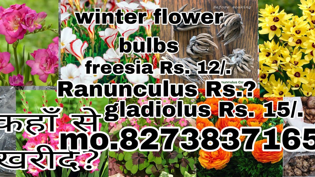 सर्दियों वाले बल्बस कहाँ से लें! winter flower bulbs! Ranunculus, gladiolus, freesia, ixia, tulip