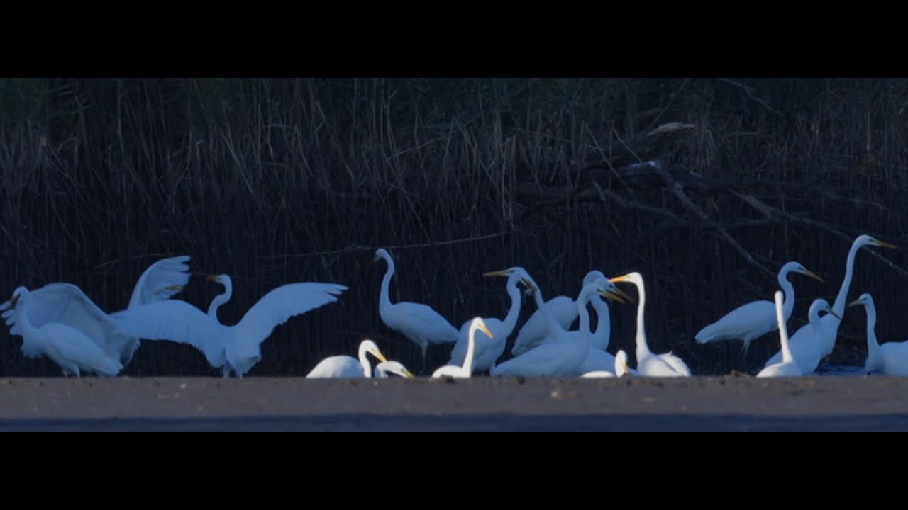 Czapla Biała. Ardea alba