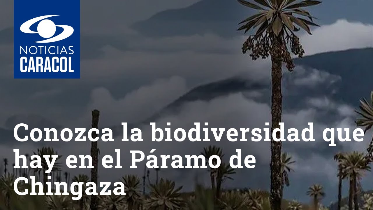 Oro verde: conozca toda la biodiversidad que habita en el Páramo de Chingaza