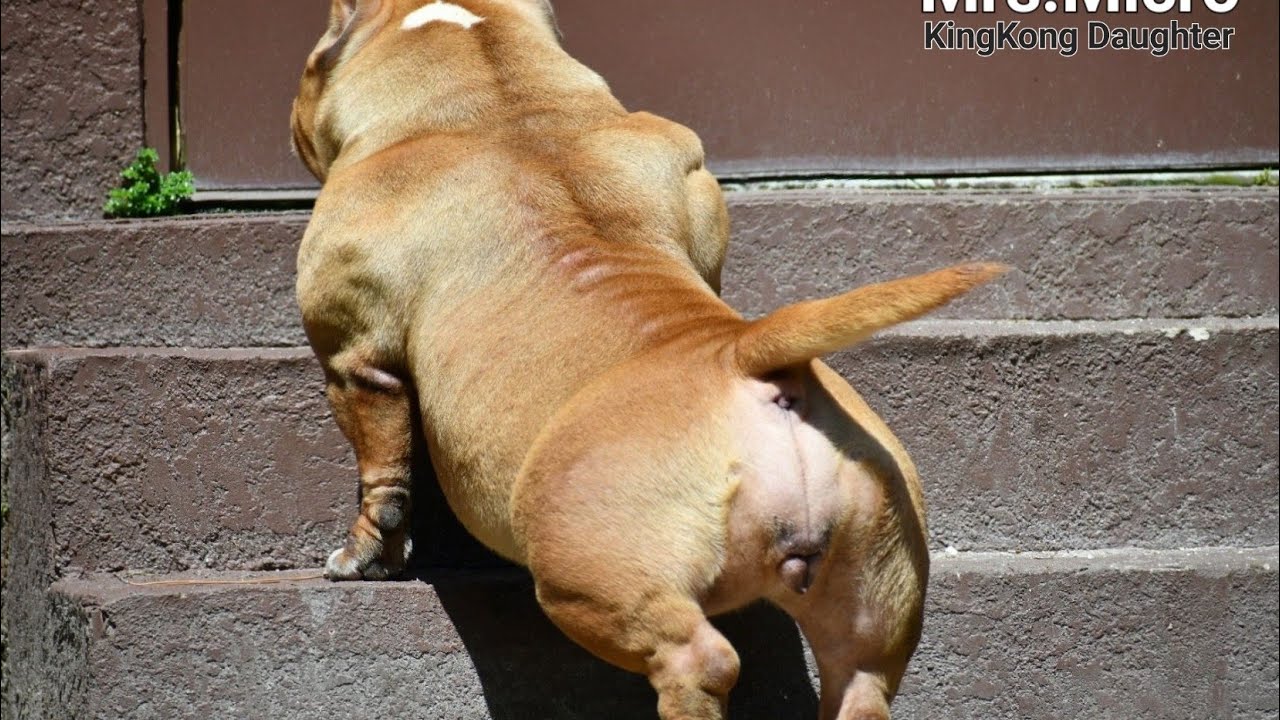 Muscletone's Mrs Micro