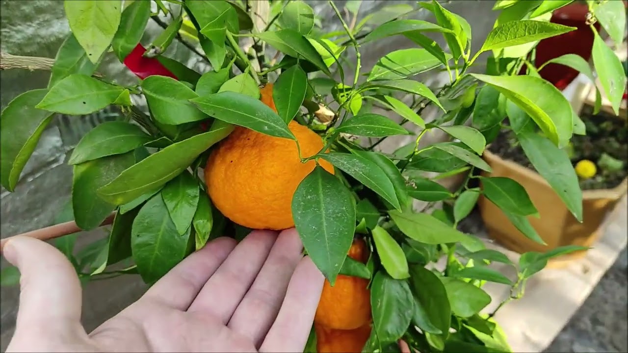 Декопон (Dekopon, citrus Sumo) / Тангор Ортаник (Tangor Ortanique)