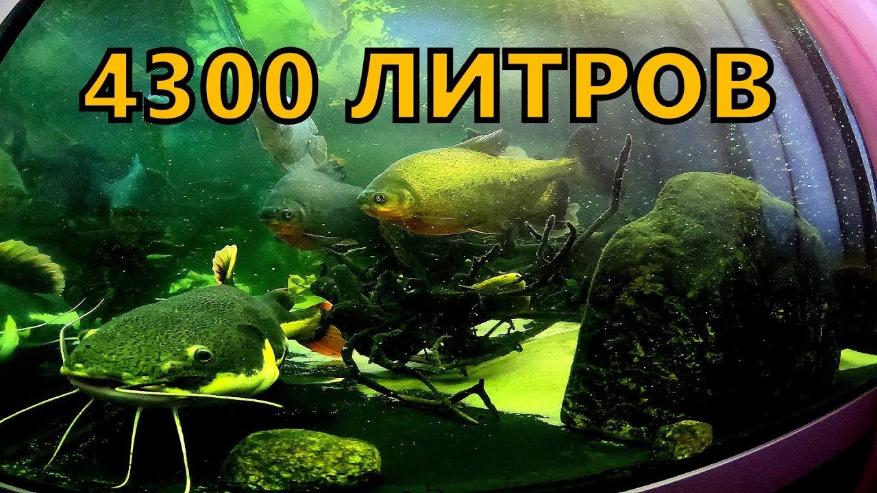 Огромный аквариум и большие рыбы