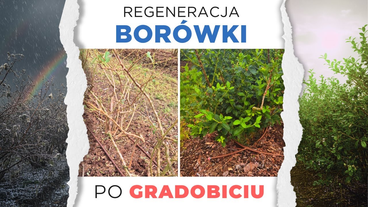 Borówka po gradobiciu – czy udało się uratować plantację?