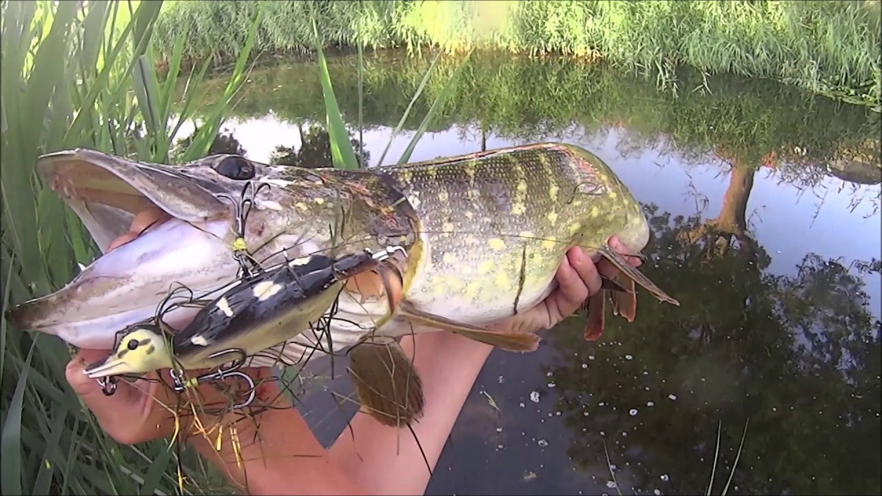 Snoeken met de Suicide Duck | Live aanbeten! - PikeStrikers JR