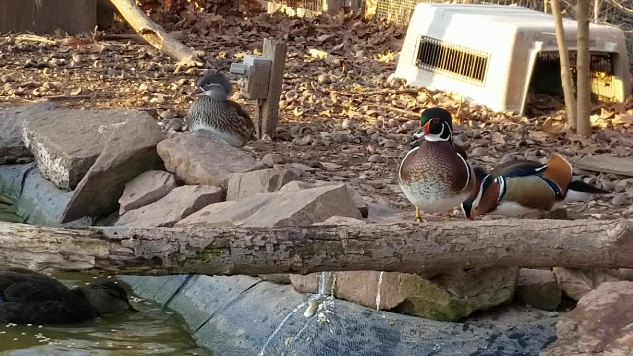 Waterfowl Aviary December 2019