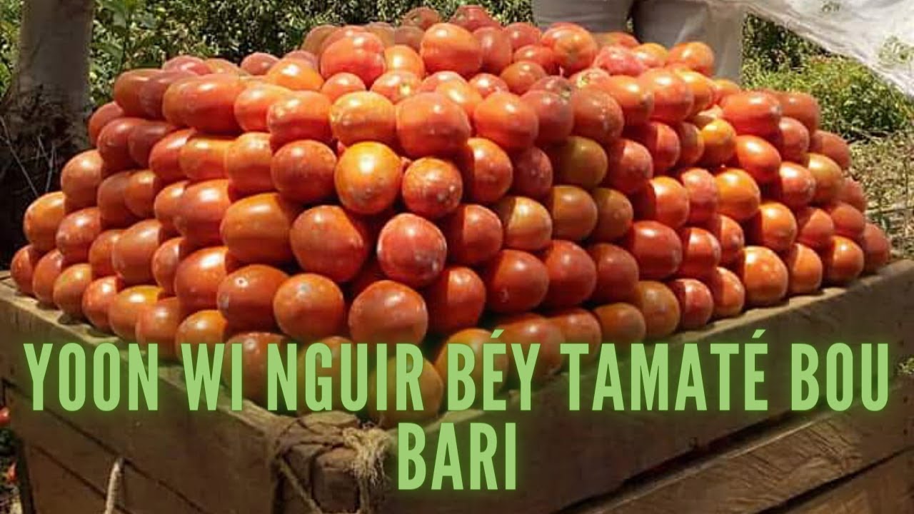 Tomate Itinéraire technique de Ansal F1