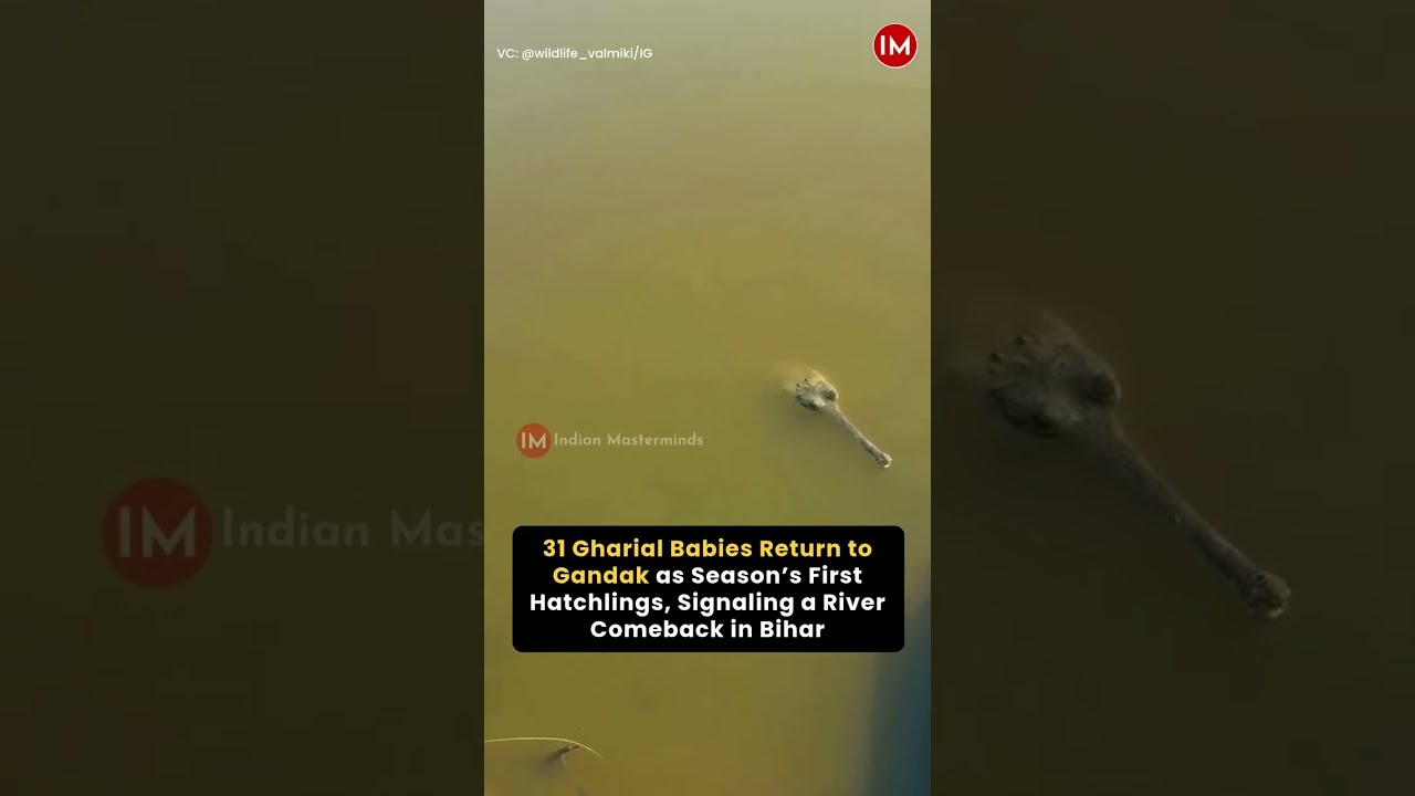 31 Baby Gharials Just Hatched in Bihar's Gandak River!