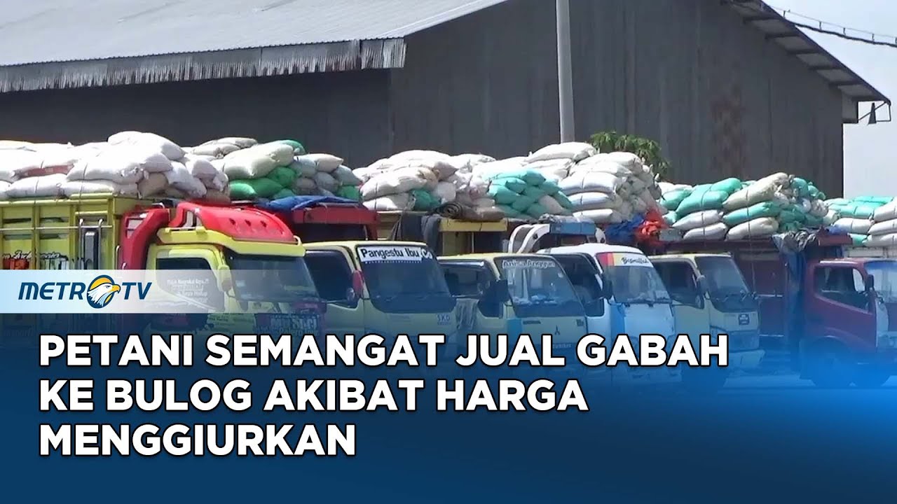 Bulog Kebanjiran Gabah, Harga Tinggi Jadi Daya Tarik Petani