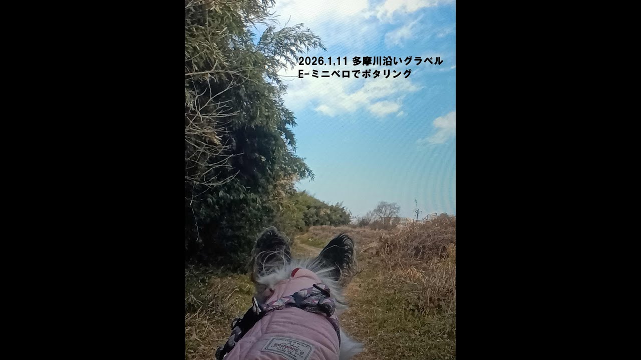 2026 1 11 多摩川沿い 犬連れサイクリング
