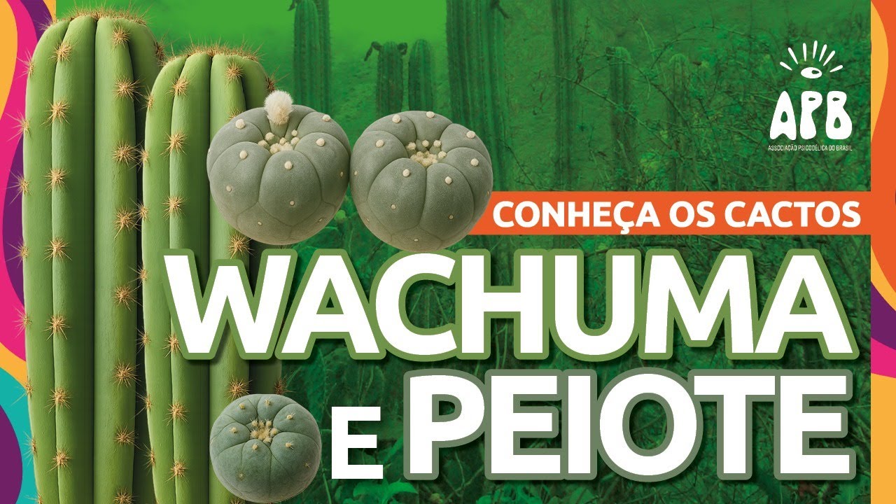 Cactos com mescalina - Conheça os psicodélicos #6