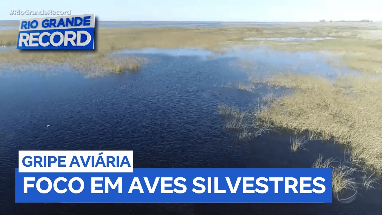 RS confirma caso de gripe aviária em aves silvestres