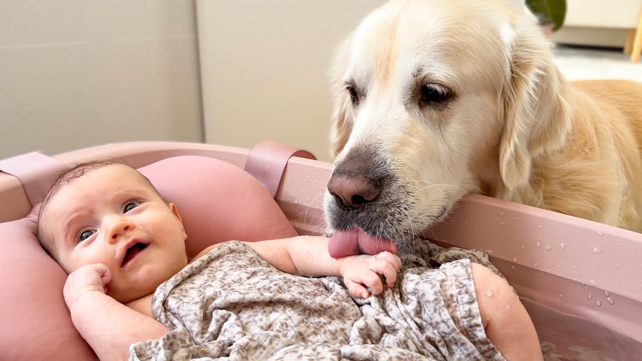 Golden Retriever Reacts to Newborn Baby Bath (Cutest Dog Reaction!)