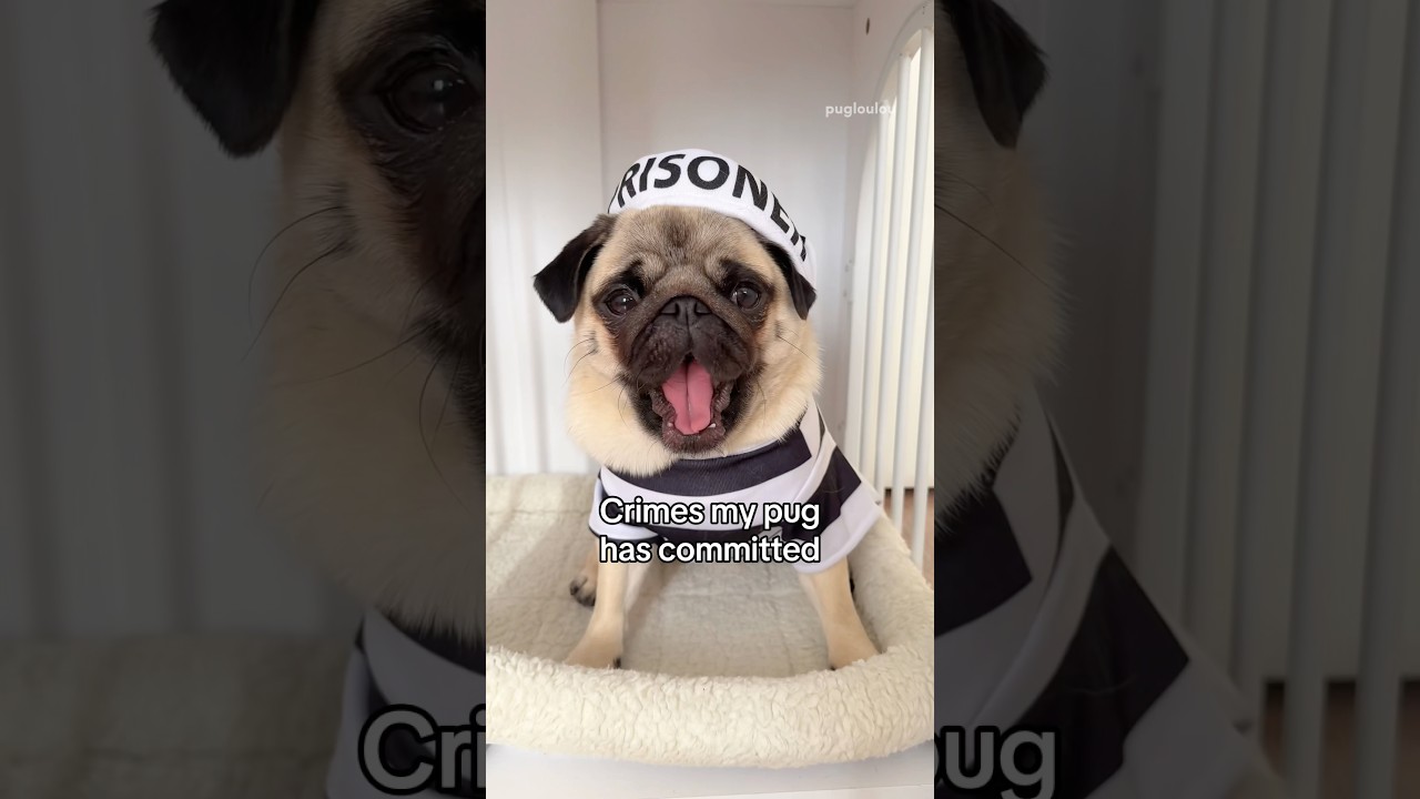 CRIMES my PUG has committed 🚓🚨⛓️ #pug #dog