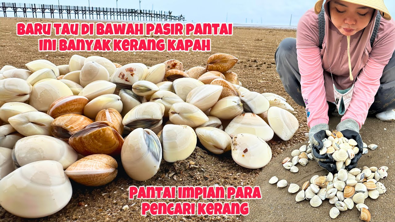 KEDUA KALINYA KESINI BARU TAU KALAU DIBAWAH PASIRNYA DIPENUHI KERANG‼️