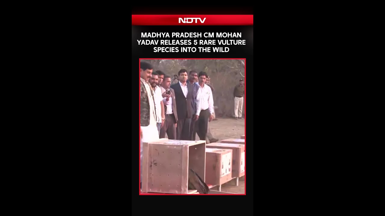 Madhya Pradesh CM Mohan Yadav Releases 5 Rare Vulture Species Into The Wild