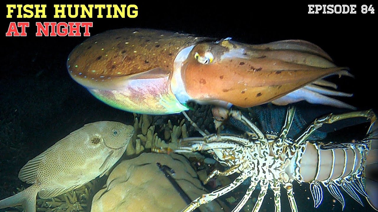 NIGHT SPEARFISHING EPISODE 84 | FISH HUNTING AT NIGHT