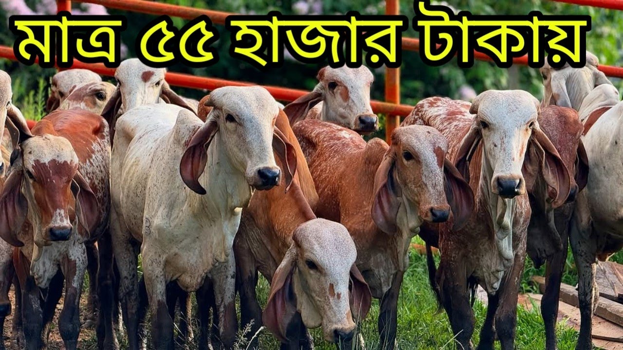 হাজী সাহেবের খামার থেকে মাত্র 55 হাজার টাকায় গরু কিনুন 