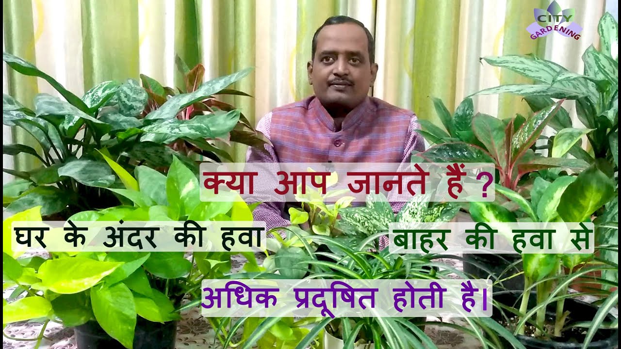 Solution to indoor air pollution; 15 top ranked air purifying houseplants, with care tips