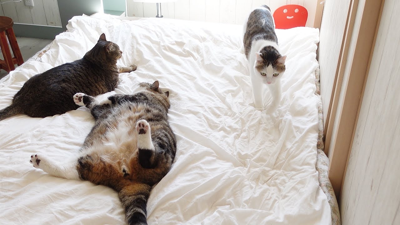 お客さんのベッドを占拠するねこ。-Cats occupied the guest's bed.-