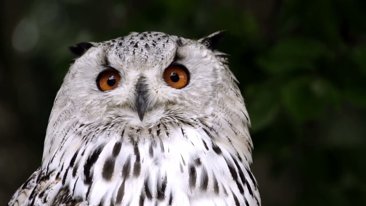 OWL drone shorts - non copyright videos #noncopyright