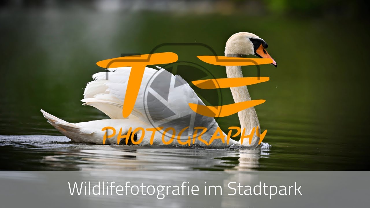 Wildlife fotografieren mit dem Nikkor Z 180-600mm an der Nikon ZF