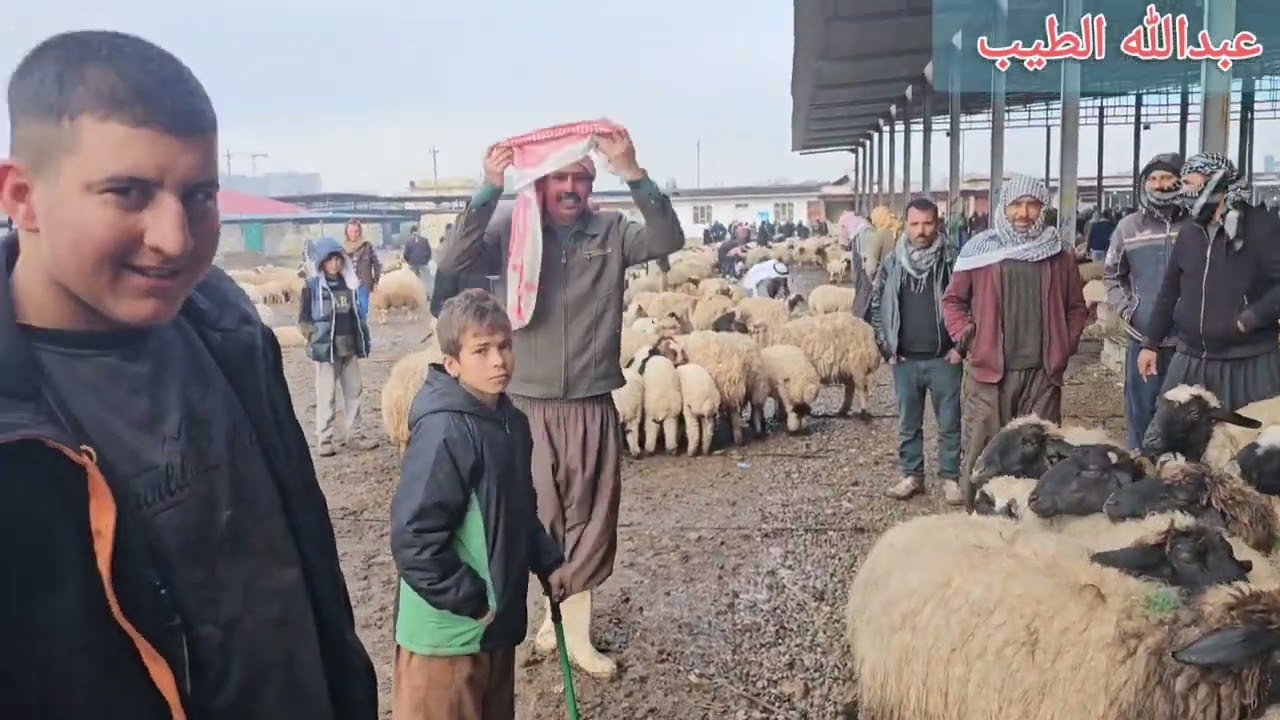 سوق مواشي الموصل علوة كوكجلي طليان واغنام ربط وجنيه 2024/2/6
