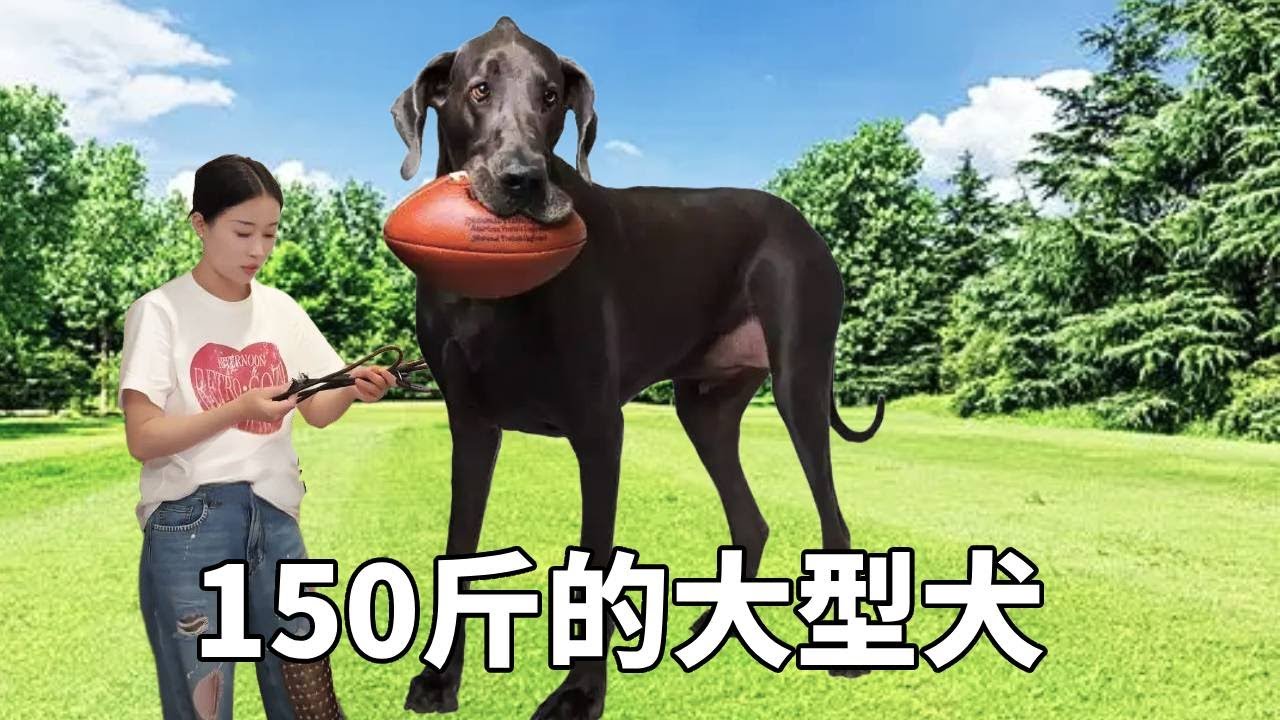 150 斤大型犬自带强威压，不料遛狗途中突遇意外，快来一起看看发生了什么！竟然直接住医院了吧！【疯铲姐妹】