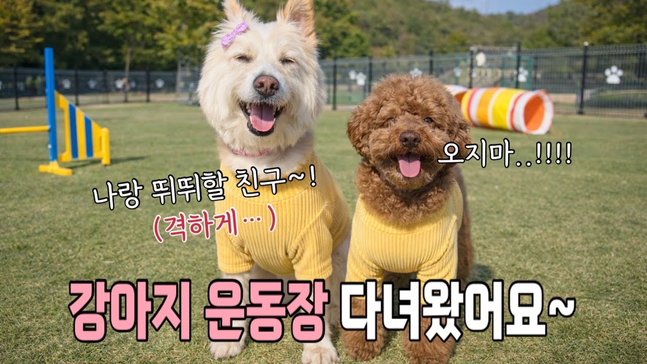 과텐션 홍삼남매와 강아지운동장에서의 하루 브이로그