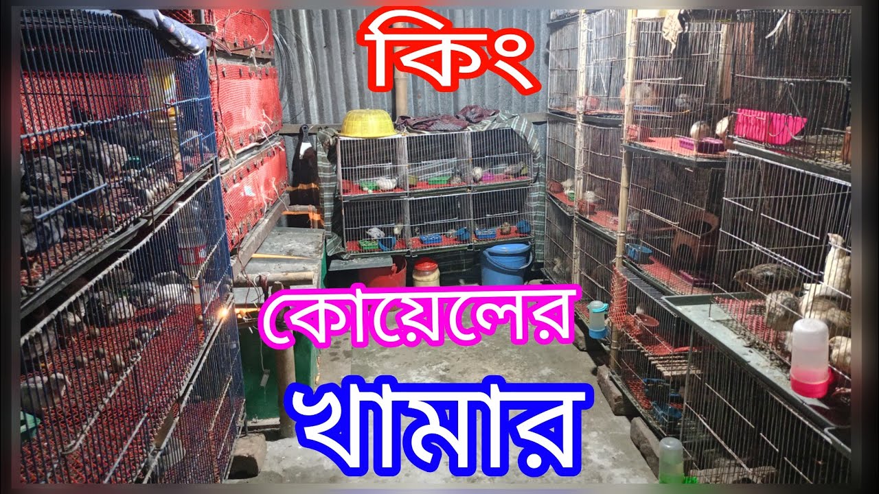 🐣 গরিবের ছোট্ট খামার | কিং কোয়েল পাখি সেল করা হবে | হোম ডেলিভারি 🚚