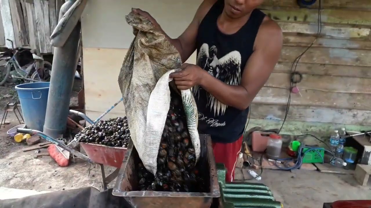 MESIN PRES KELAPA SAWIT KHUSUS BRONDOLAN KAPASITAS 600KG/JAM HARGA 85JT PENGERAK DOMPENG 10PK