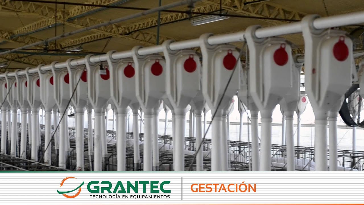 Gestaci&oacute;n