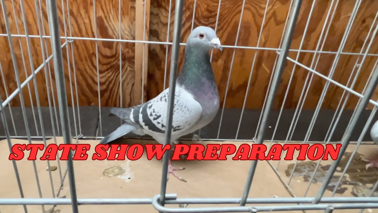 PREPPING RACING PIGEONS FOR STATE SHOW#pigeon #kabootar #pigeonracing#pigeonhobby#paloma#viral