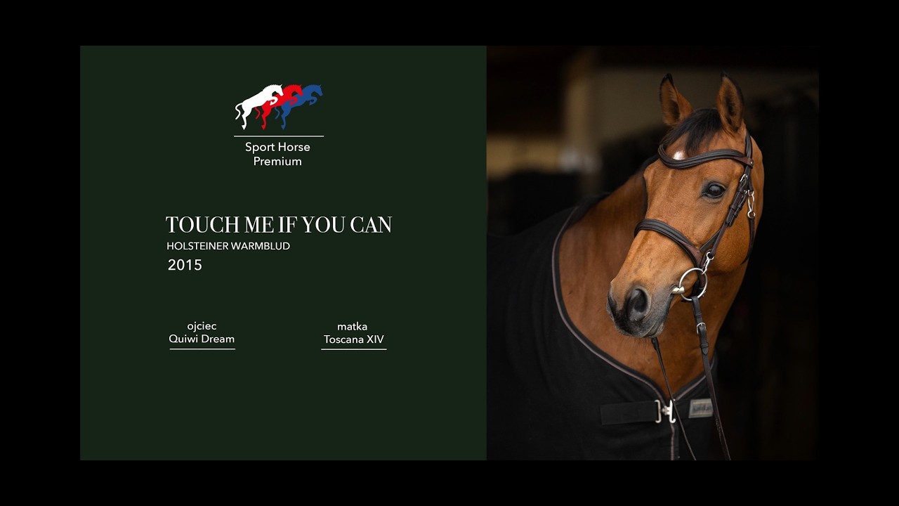 Touch Me If You Can 11 yrs  Gelding Schoolmaster lvl. 1,0 For Sale POLAND