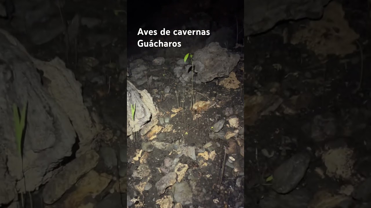 Aves de cavernas los Gu&aacute;charos