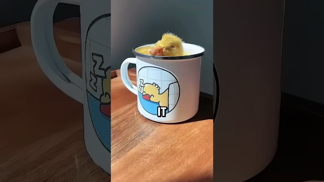 This mother duck&rsquo;s egg went on an unexpected journey😯#animals #shorts