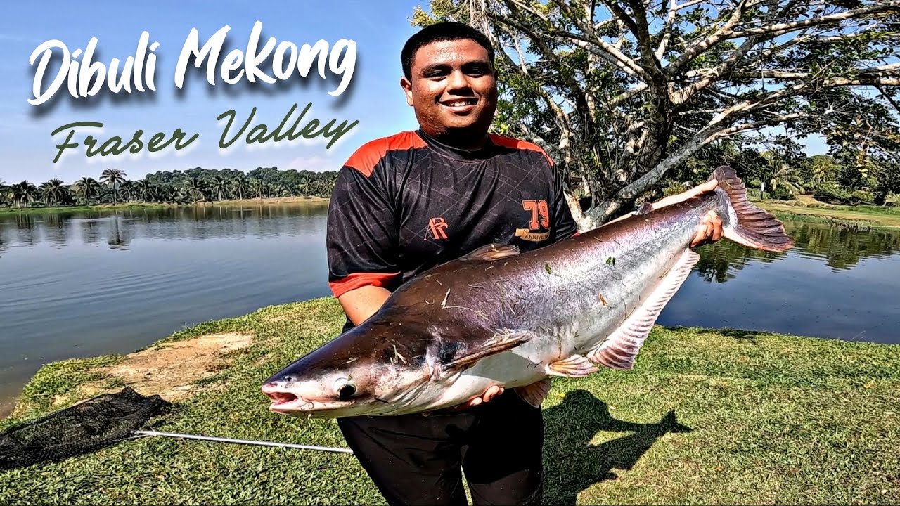 Mekong Catfish Bullying Me | Kolam Fraser Valley Kuala Kubu Bharu