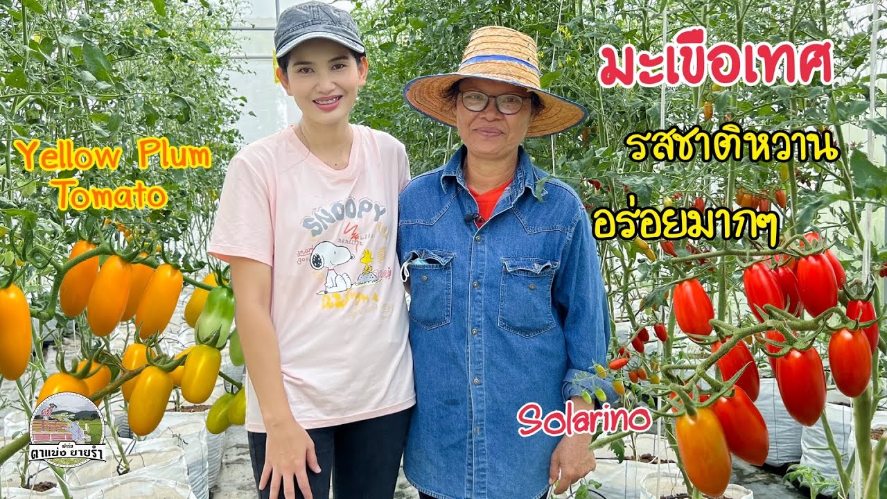 EP499 ทำสวนมะเขือเทศทานสด สีสวยน่าทาน ลูกค้าชื่นชอบมาก ปลูกเท่าไหร่ก็ไม่พอขาย