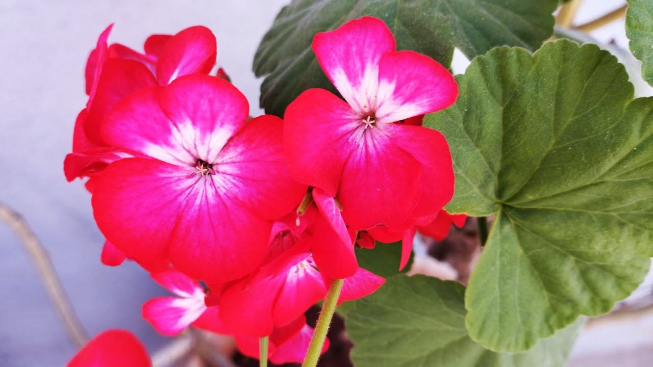 Geranium Ringo scarlet star red, Crane's-bill 🌱🌿🌻🌷🌼🌳🌹🍃🌾🌸  🌧️☀️👩&zwj;🌾👨&zwj;🌾⚘️🍂🍁🌵 #homegardening
