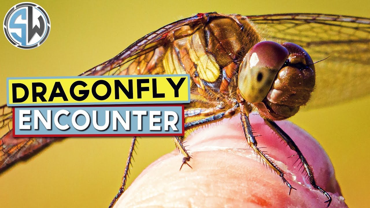 Dragonfly Encounter | Macro Adventures S1 E5