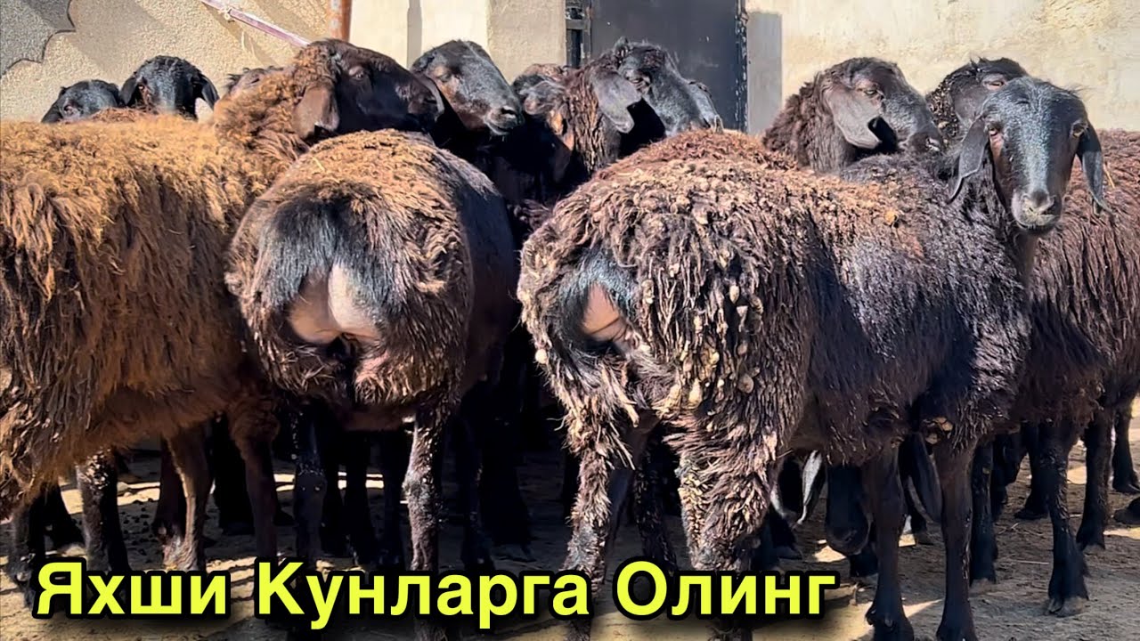 Сифатли Бугоз Куйлар! ☎️+998 97 819 2207