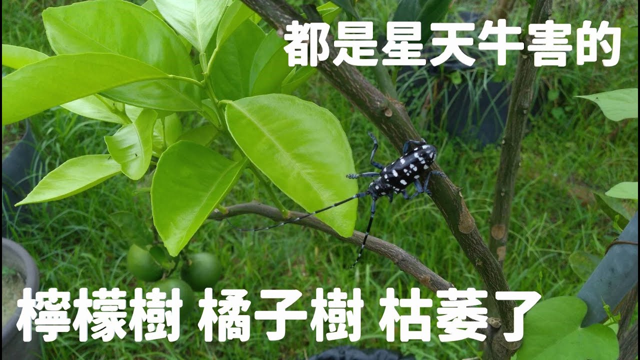 檸檬樹橘子樹枯萎了，都是天牛害的，害蟲星天牛的防治方法 | 阿星種植