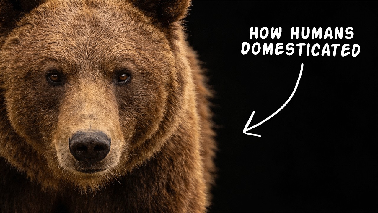 How People Tried To Tame Bears