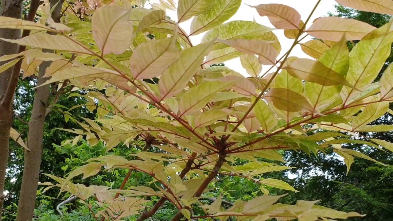 Cedrela sinensis 'Flamingo' česnekovn&iacute;k č&iacute;nsk&yacute;