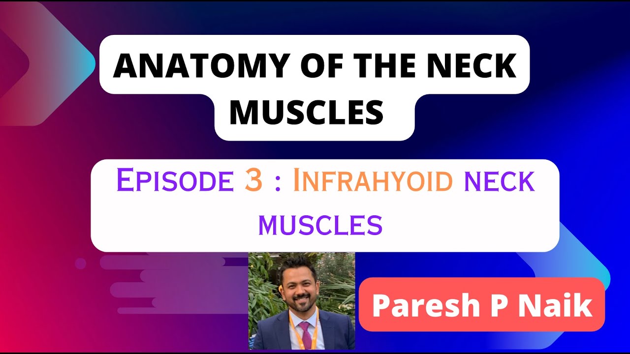 Strap muscles of neck : InfraHyoid Neck Muscles || Neck Muscles Anatomy Season: Episode 3