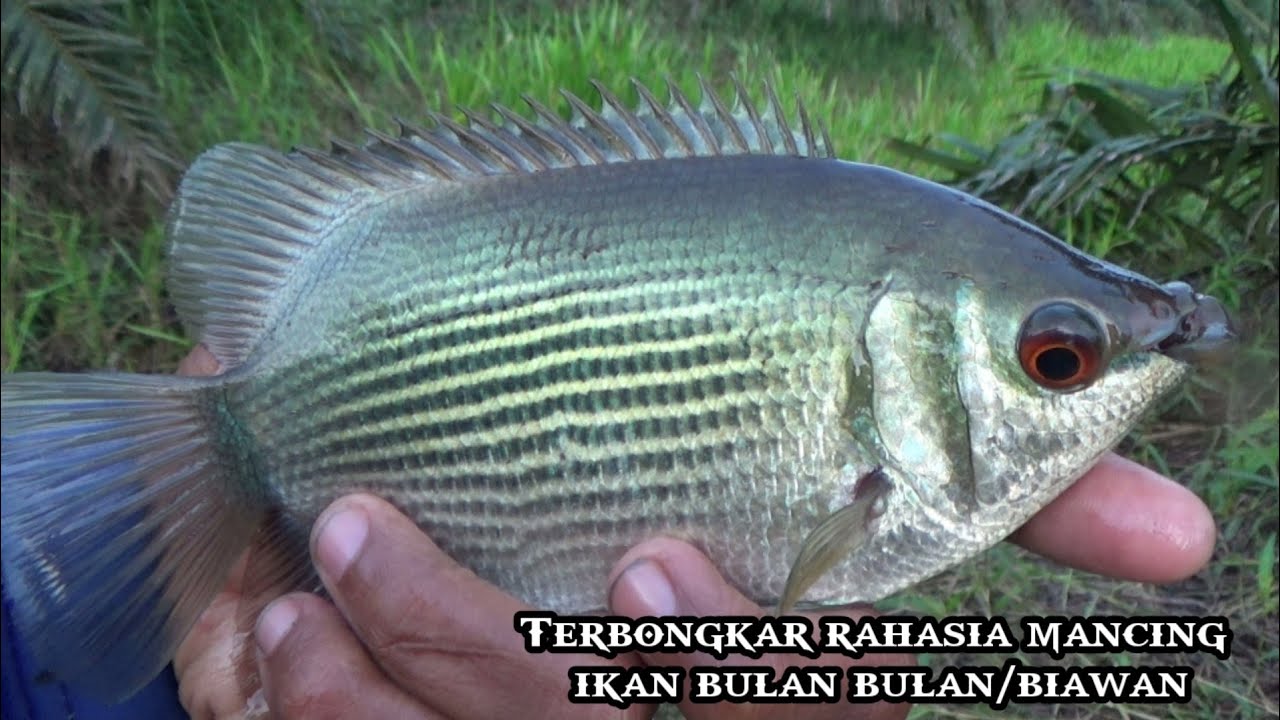 Terbongkar rahasia cara mancing ikan bulan bulan/biawan tembakang yang susah di pancing