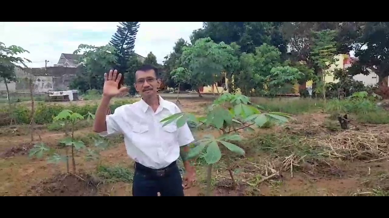 Anti Gagal. Sambung pucuk ubi konsumsi dengan ubi karet.