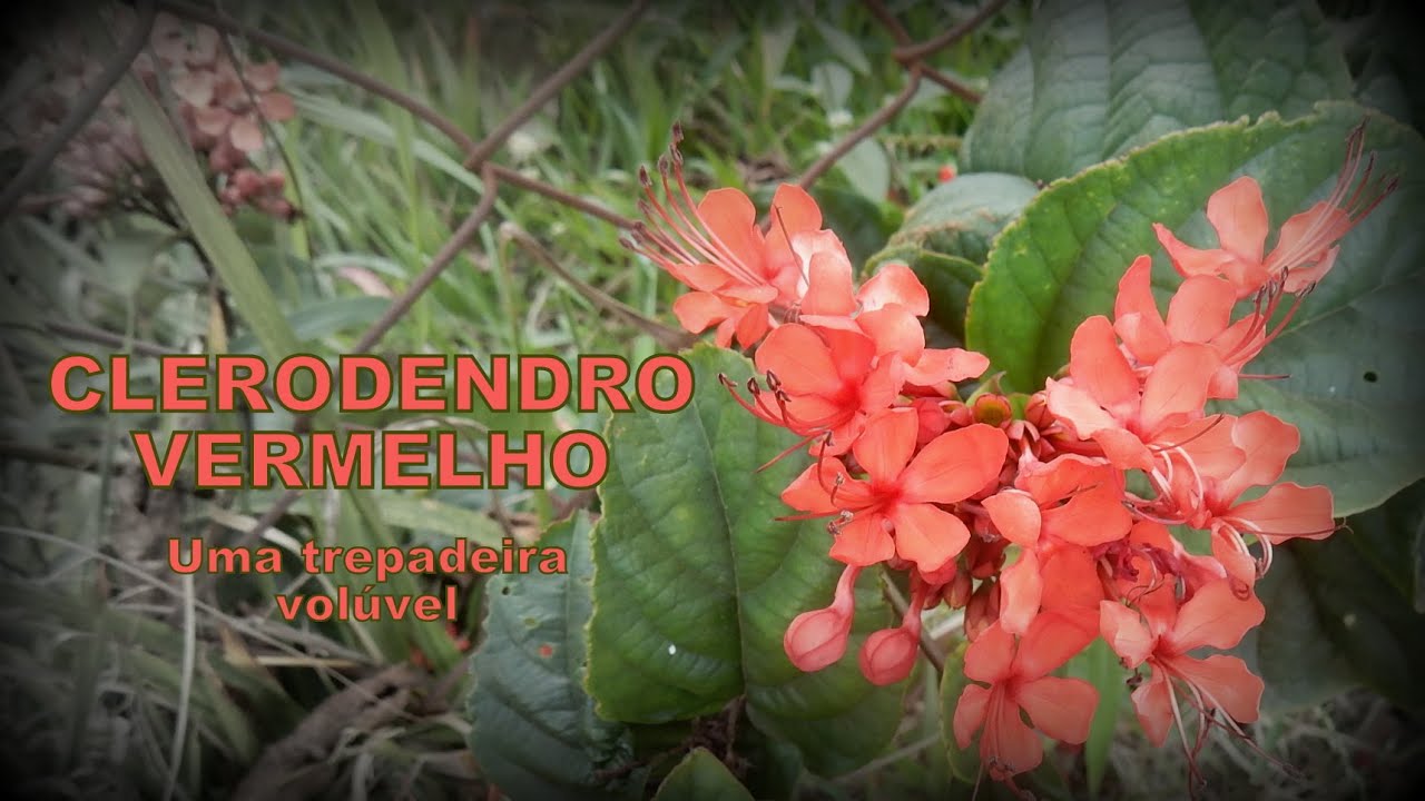 CLERODENDRO-VERMELHO - Flaming Glorybower