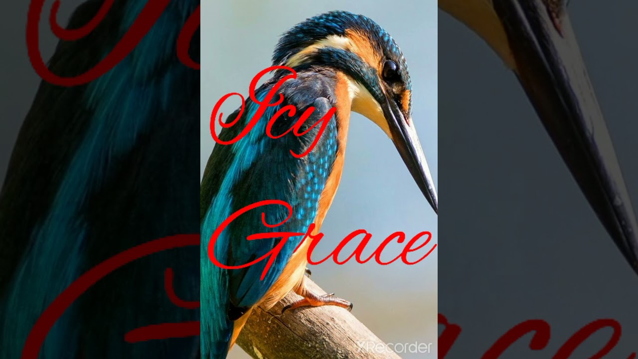 Icy grace videos