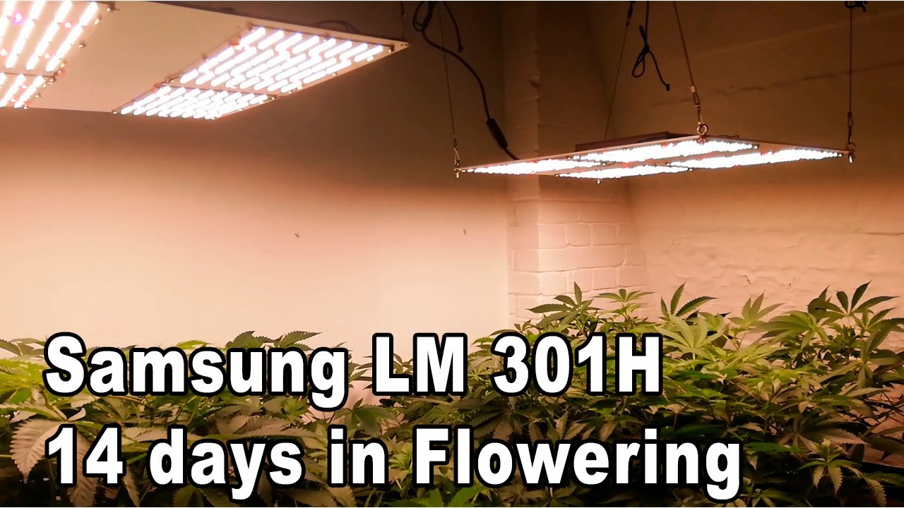 Newest LED Samsung Board LM301H with added IR and UV -  TEST - 14 days flowering