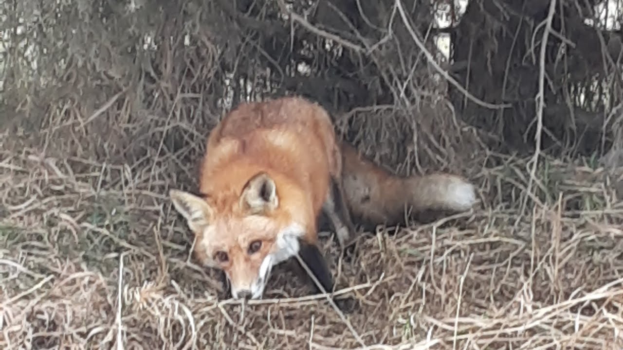 snaring predators in short grass